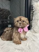 POPPY, a female Shih Tzu for sale in Easley, SC – Photo 4 of 9