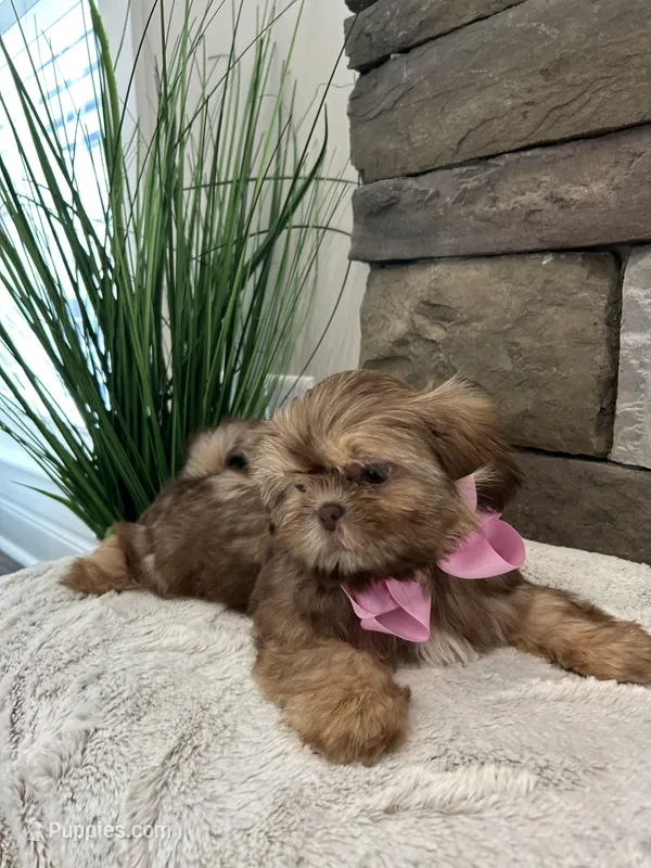 POPPY – Shih Tzu puppy for sale in Easley, SC