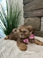 POPPY, a female Shih Tzu for sale in Easley, SC – Photo 2 of 9