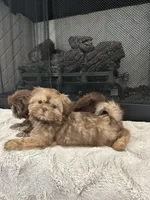 POPPY, a female Shih Tzu for sale in Easley, SC – Photo 5 of 9