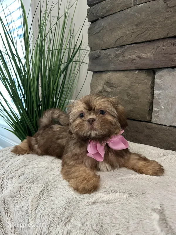 POPPY – Shih Tzu puppy for sale in Easley, SC