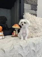 EMBER- AKC, a female Maltese for sale in Easley, SC – 3 of 5