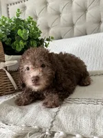 MOOSE, a male Poodle - Toy  for sale in Easley, SC – 4 of 8