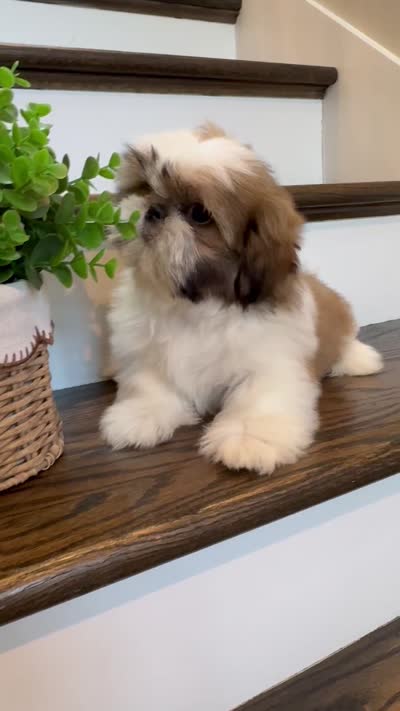 PRINCE, a male Shih Tzu for sale in Easley, SC – 9 of 9