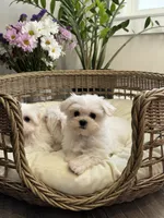 processed/18cd0580-3d99-4958-828e-1573433eb499/listing/74eb7f28-796a-4f2e-89f8-990ac3cc18fb/86851983-d846-4172-a753-4039fa1b15bb