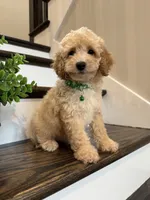 FINN, a male Cockapoo for sale in Easley, SC – 3 of 6