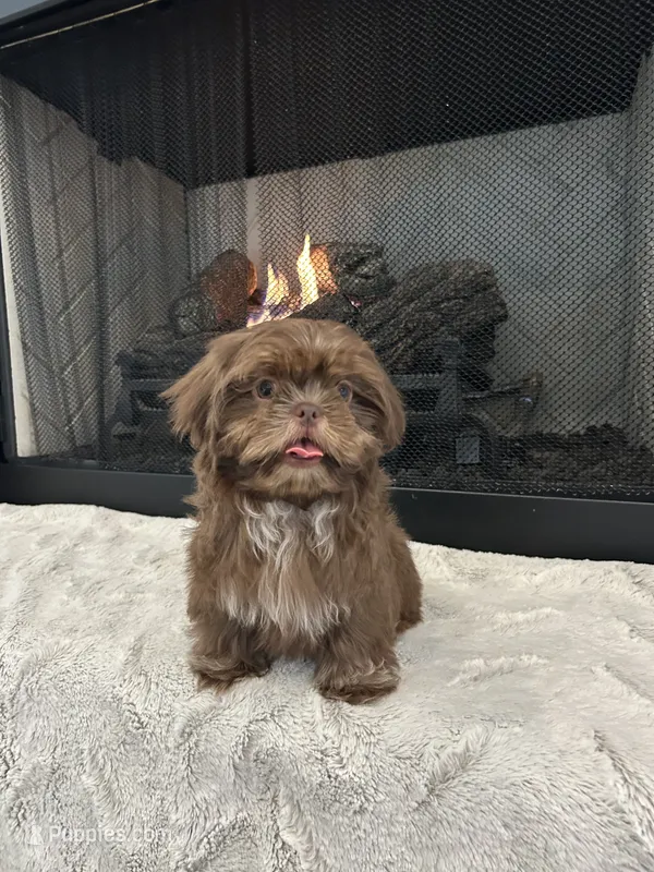 FUDGE – Shih Tzu puppy for sale in Easley, SC