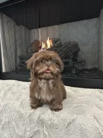 FUDGE, a male Shih Tzu for sale in Easley, SC – 1 of 4