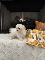 SAGE- AKC, a female Maltese for sale in Easley, SC – 6 of 8