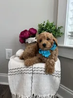 MILO- AKC, a male Poodle - Toy  for sale in Easley, SC – 2 of 5