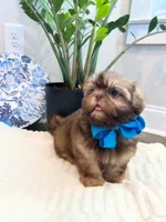 AKC LARK, a male Shih Tzu for sale in Easley, SC – Photo 2 of 6