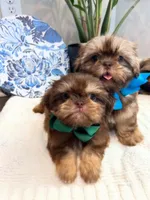 AKC LARK, a male Shih Tzu for sale in Easley, SC – Photo 4 of 6