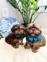 AKC LARK, a male Shih Tzu for sale in Easley, SC – Photo 3 of 6