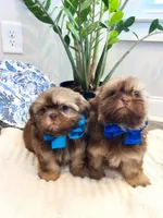 AKC LARK, a male Shih Tzu for sale in Easley, SC – Photo 5 of 6