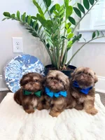 AKC LARK, a male Shih Tzu for sale in Easley, SC – Photo 6 of 6