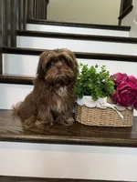 SPARKY, a male Shih Tzu for sale in Easley, SC – 1 of 5