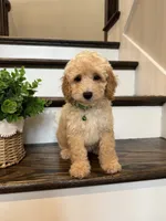 FINN, a male Cockapoo for sale in Easley, SC – 6 of 6