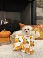 AUTUMN- AKC, a female Maltese for sale in Easley, SC – 3 of 9