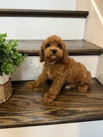 RANGER, a male Cockapoo for sale in Easley, SC – 5 of 7