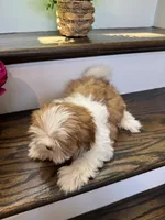 COCO, a female Shih Tzu for sale in Easley, SC – 5 of 8