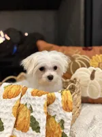 AUTUMN- AKC, a female Maltese for sale in Easley, SC – 6 of 9