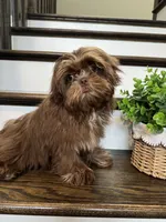 SPARKY, a male Shih Tzu for sale in Easley, SC – 5 of 5
