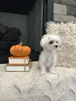 EMBER- AKC, a female Maltese for sale in Easley, SC – 2 of 5