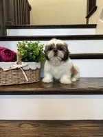 PRINCE, a male Shih Tzu for sale in Easley, SC – 5 of 9