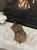 BISCUIT, a male Shih Tzu for sale in Easley, SC – Photo 9 of 9