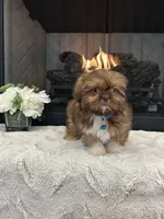 BISCUIT, a male Shih Tzu for sale in Easley, SC – Photo 8 of 9