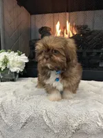 BISCUIT, a male Shih Tzu for sale in Easley, SC – Photo 7 of 9