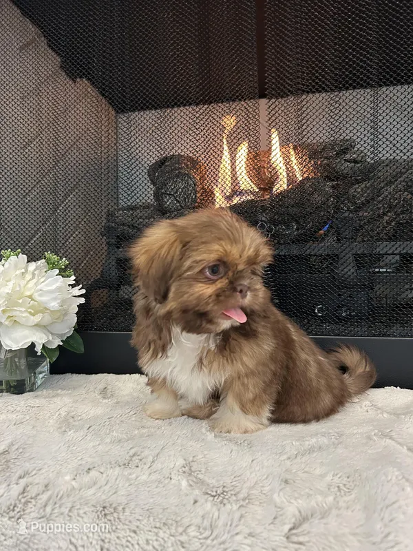 BUSCUIT – Shih Tzu puppy for sale in Easley, SC