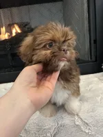 BISCUIT, a male Shih Tzu for sale in Easley, SC – Photo 5 of 9
