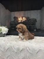 BISCUIT, a male Shih Tzu for sale in Easley, SC – Photo 4 of 9