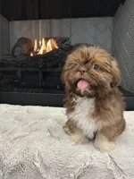 BISCUIT, a male Shih Tzu for sale in Easley, SC – Photo 3 of 9