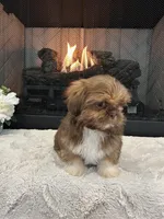 BISCUIT, a male Shih Tzu for sale in Easley, SC – Photo 6 of 9