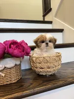 CHANEL, a female Shih Tzu for sale in Easley, SC – 2 of 10