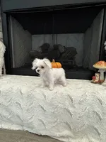 PATCH- AKC, a male Maltese for sale in Easley, SC – 4 of 4