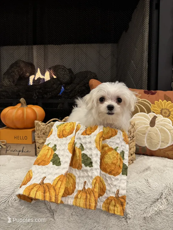 SAGE- AKC – Maltese puppy for sale in Easley, SC