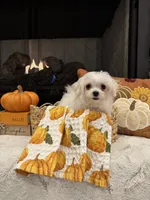 SAGE- AKC, a female Maltese for sale in Easley, SC – 1 of 8