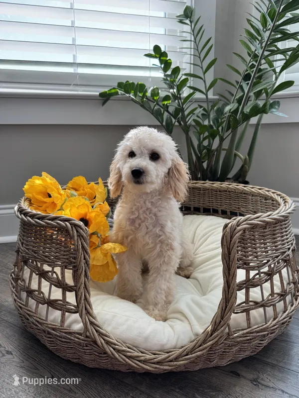 MAYA- AKC – Poodle - Miniature  puppy for sale in Easley, SC