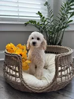 MAYA- AKC, a female Poodle - Miniature  for sale in Easley, SC – 1 of 4