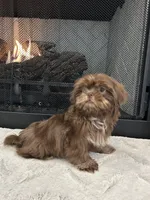 FUDGE, a male Shih Tzu for sale in Easley, SC – 4 of 4