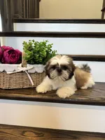 PRINCE, a male Shih Tzu for sale in Easley, SC – 7 of 9
