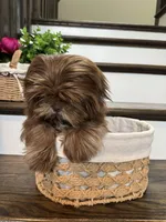 SPARKY, a male Shih Tzu for sale in Easley, SC – 4 of 5