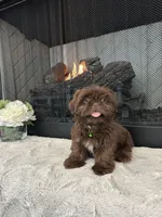 FUDGE, a male Shih Tzu for sale in Easley, SC – Photo 3 of 5