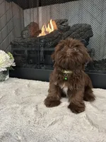 FUDGE, a male Shih Tzu for sale in Easley, SC – Photo 5 of 5