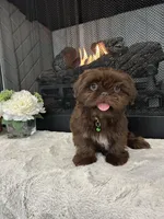 FUDGE, a male Shih Tzu for sale in Easley, SC – Photo 1 of 5