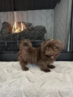 BROWNIE, a male Shih Tzu for sale in Easley, SC – Photo 4 of 4