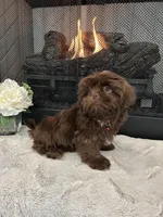 BROWNIE, a male Shih Tzu for sale in Easley, SC – Photo 1 of 4